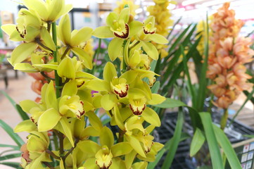 Cymbidium flower shop