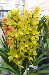 Cymbidium flower shop