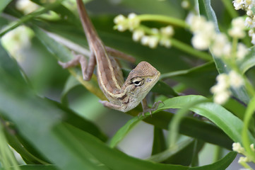chameleon on green leaves