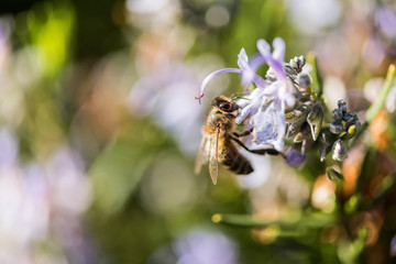 A bee sip from some lilac flowers in a park in Caceres.