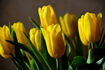 Naklejka premium yellow tulips