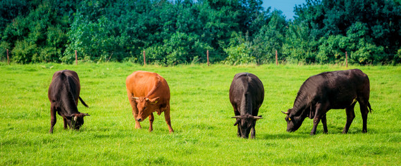 Cows on a green field