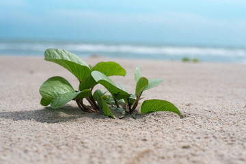 The small plant on beach background,blurry light around