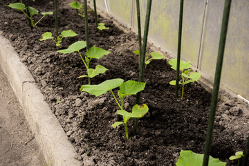 cultivation of cucumbers in greenhouse