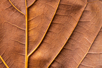 texture - reverse dry leaf of ficus lyrata in color with its ribs