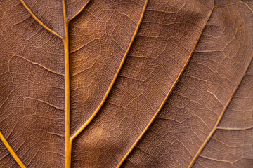 texture - reverse dry leaf of ficus lyrata in color with its ribs