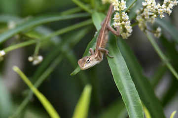 chameleon on green leaves