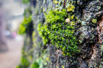 Close-up of bright green graceful moss grows with very small mushroom on the old gray oak tree in the garden. Beautiful blurred background of large oak bark. Selective focus