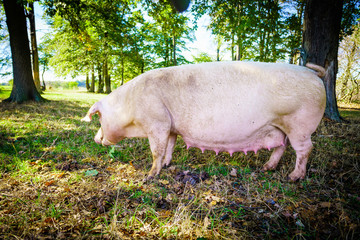 Fototapeta premium pig standing on a grass lawn. Healthy pig on meadow
