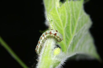 Meat insects in the natural environment