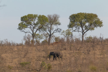 Elephant in the Kruger national park, South Africa