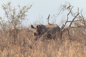 Naklejka na ściany i meble White Rhinoceros in the Kruger national park, South Africa
