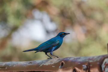 Cape glossy Starling, South Africa