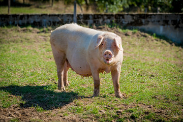 Pigs on the farm. piglets