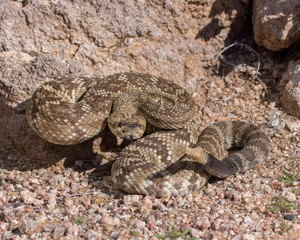 Arizona black-tailed rattlesnake with tongue