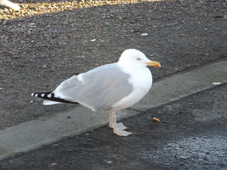 seagull on beach