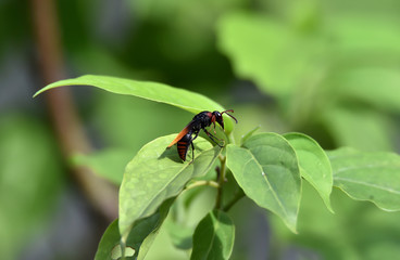 wasp suck flower essence