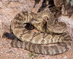 Arizona black-tailed rattlesnake with tongue