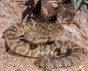 Black-tailed rattlesnake with tongue