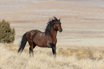 Fototapeta na wymiar Majestic Wild Horse in the Utah Desert in Winter