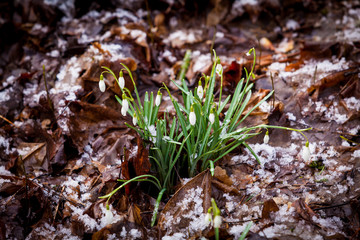The first spring flowers white snowdrops in the forest