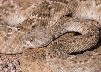 Diamondback rattlesnake