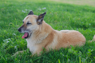 Big brown dog lying in green grass