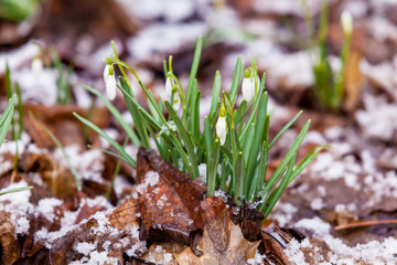 Snowdrops spring flowers. Beautifully blooming