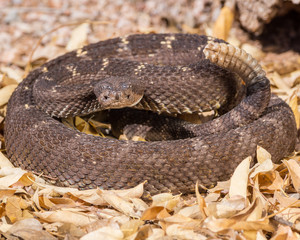 Arizona black rattlesnake