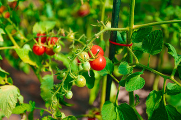 tomatoes grown in a greenhouse