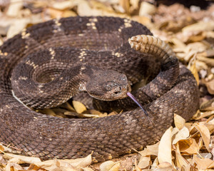 Arizona black rattlesnake with tongue