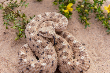 Sidwinder rattlesnake with tongue