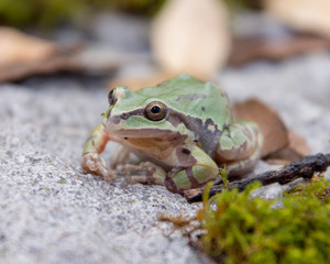 Arizona tree frog