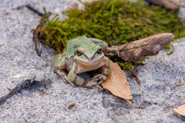 Arizona tree frog