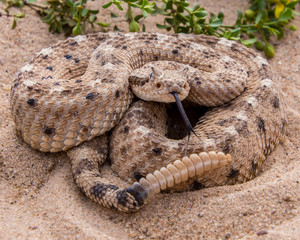 sidewinder rattlesnake