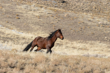 Majestic Wild Horse in the Utah Desert in Winter