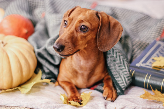 dachshund on the bed, home comfort, warm