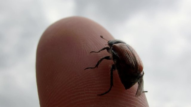 Maik&auml;fer sitz auf Fingerkuppe