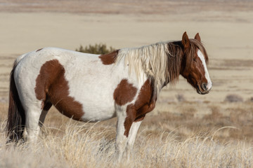 Obraz premium Majestic Wild Horse in the Utah Desert in Winter
