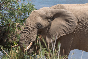 Fototapeta na wymiar Elephants at the river, South Africa