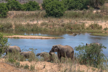 Naklejka na ściany i meble Elephants at the river, South Africa