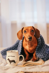 dachshund on the bed, home comfort, warm