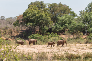 Elephants at the river, South Africa