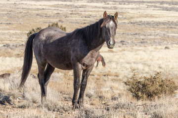 Fototapeta premium Majestic Wild Horse in the Utah Desert in Winter
