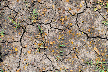 Cracks and fissures in the dry earth create beautiful, richly textured images.
