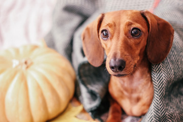 dachshund on the bed, home comfort, warm