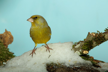 Grünfink (Chloris chloris) oder Grünling