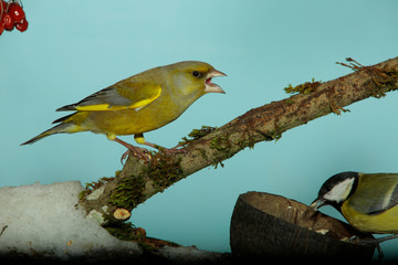 Grünfink (Chloris chloris) oder Grünling