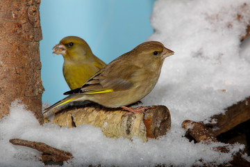 Grünfink (Chloris chloris) oder Grünling