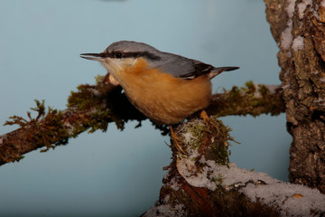 Kleiber (Sitta europaea) oder Spechtmeise